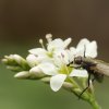 DIPTÈRES sur fleur de sarrasin. Jardin. JOËL LIEGARD